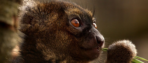 The Greater Bamboo Lemur (Prolemur simus), one of the most endangered primates in the world, is one of our target species that we have monitored at Torotorofotsy