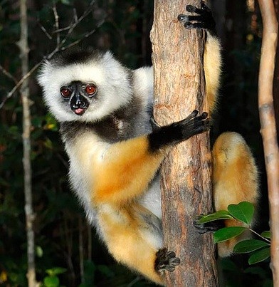 Diademed Sifaka are best viewed in Andasibe-Mantadia National Park.